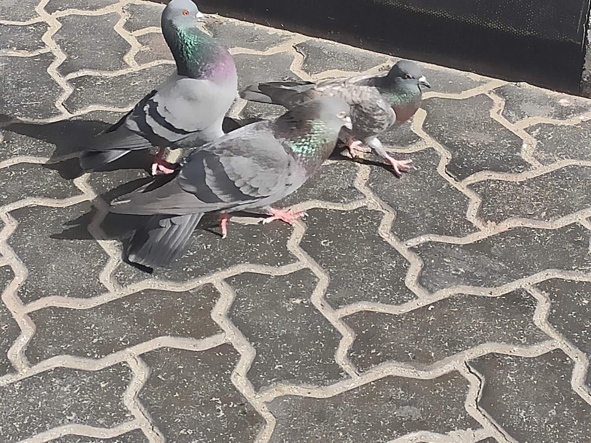 Haitz-usoa (etxekoa) - ML646383721