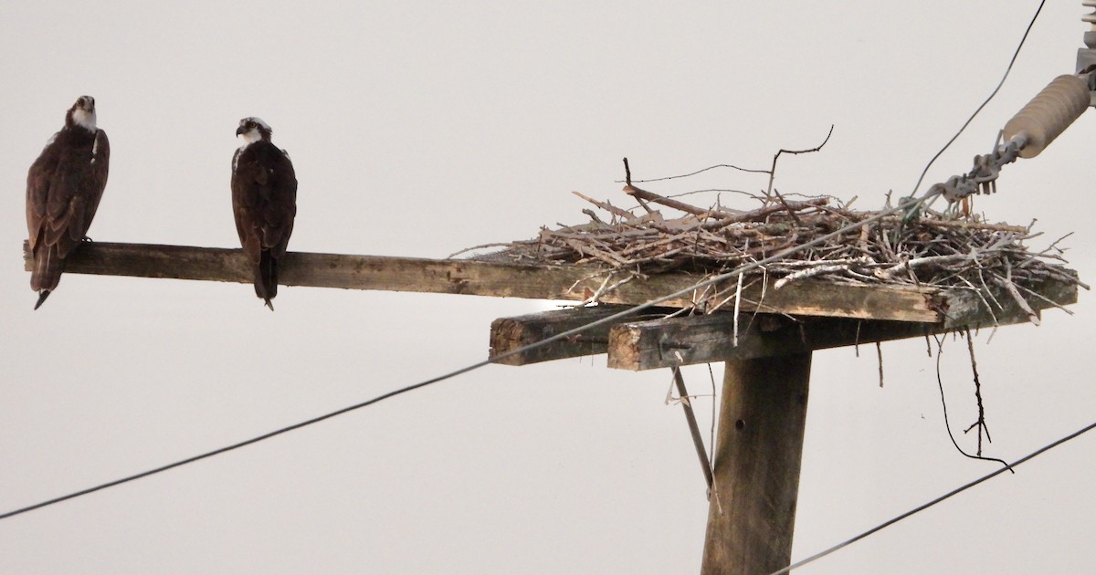 Arrano arrantzalea - ML646383722