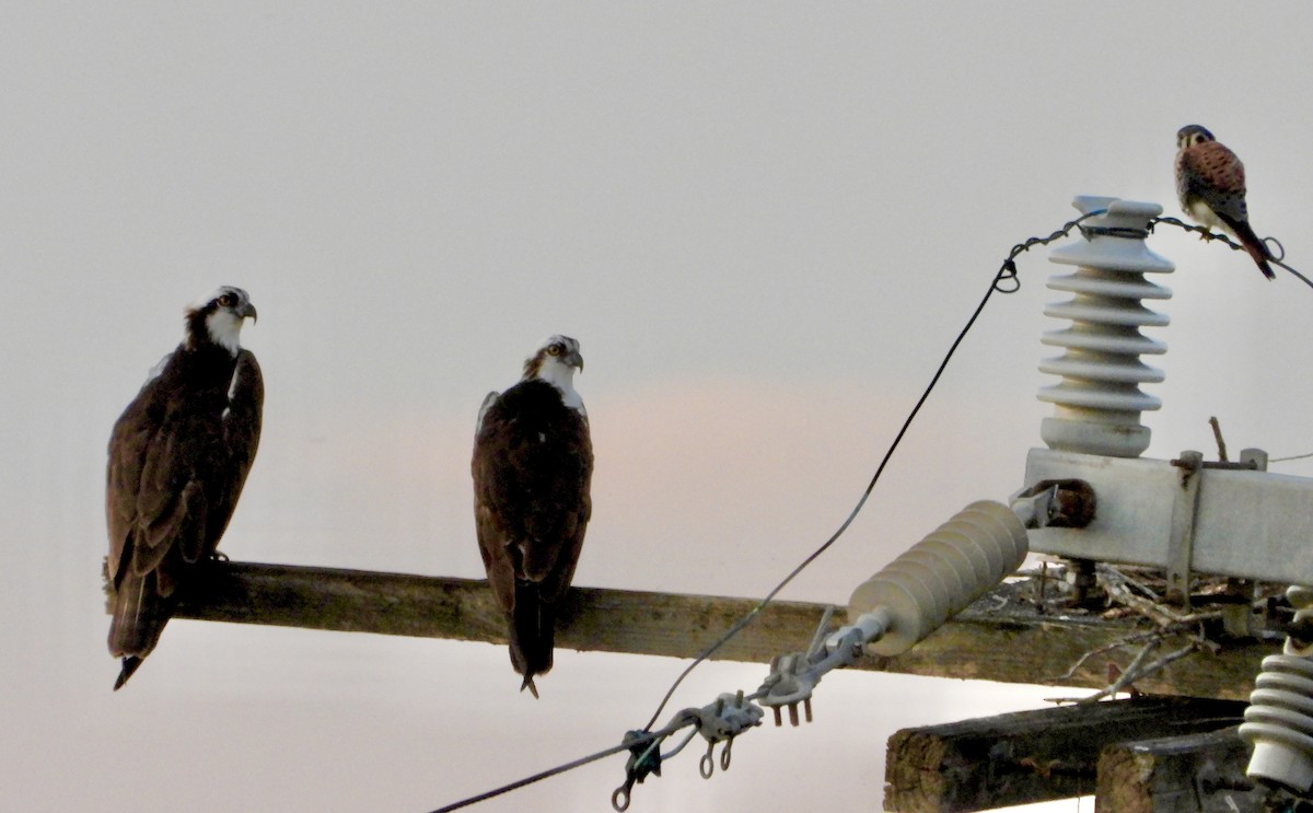 Arrano arrantzalea - ML646383723