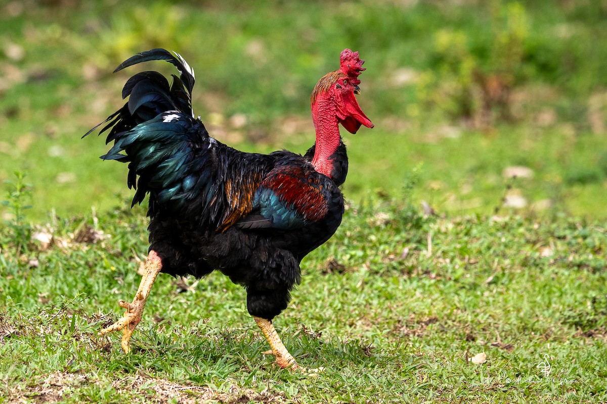 בעלי חיים - ML646383724