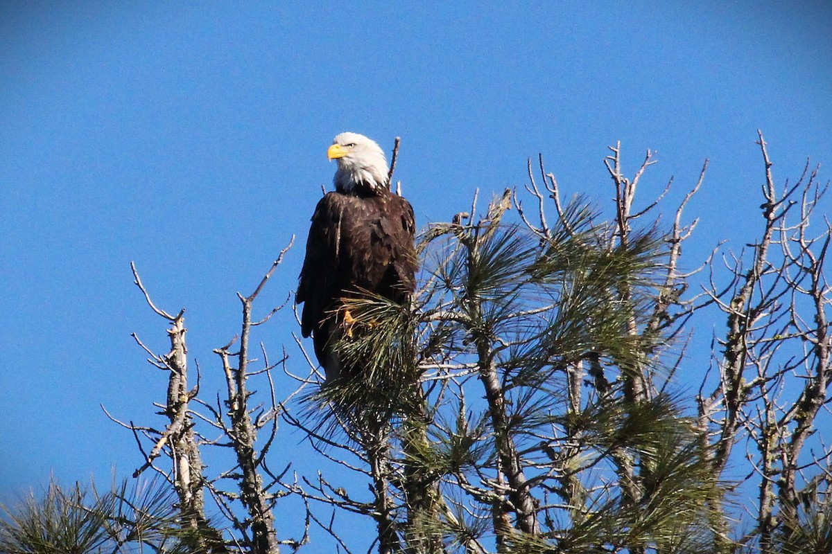 Itsas arrano buruzuria - ML646383725