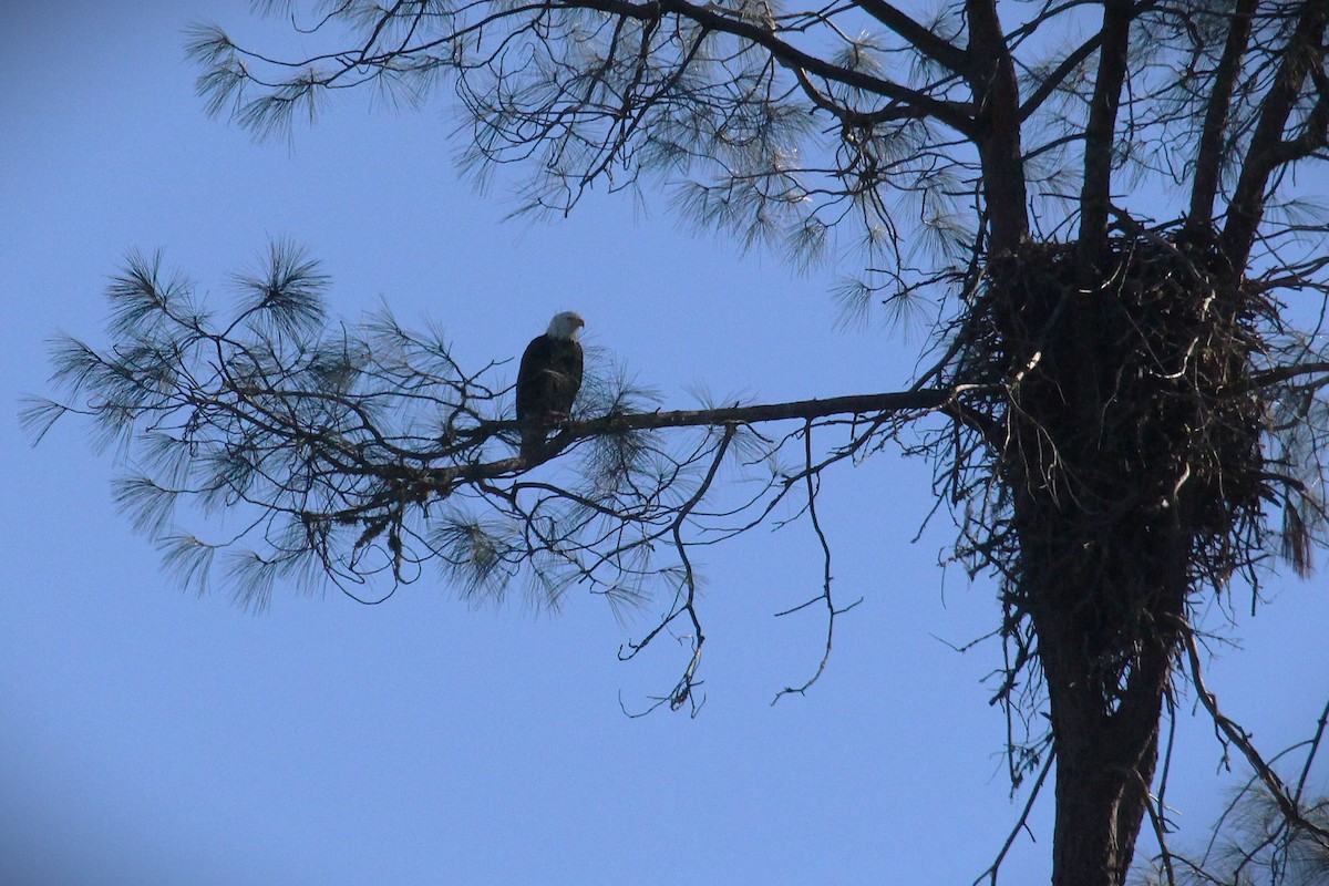 Itsas arrano buruzuria - ML646383727