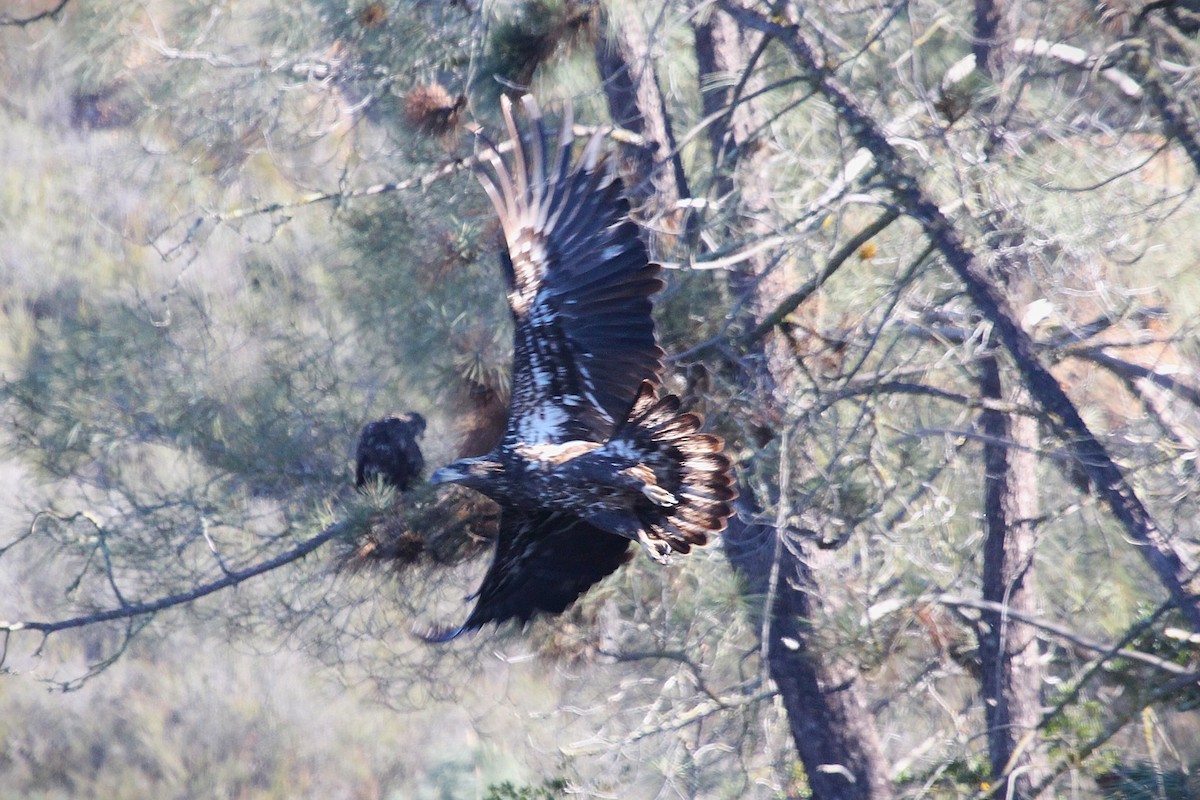 Itsas arrano buruzuria - ML646383728