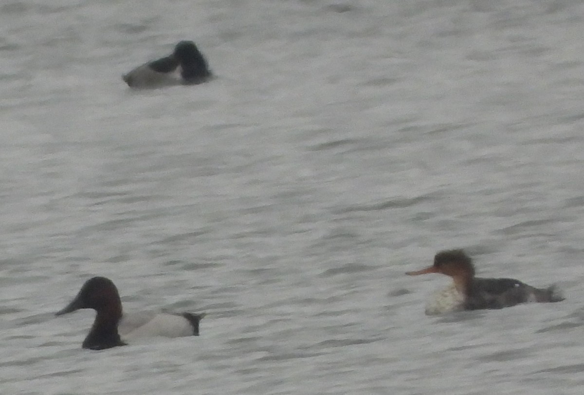 Zerra ertaina - ML646383729