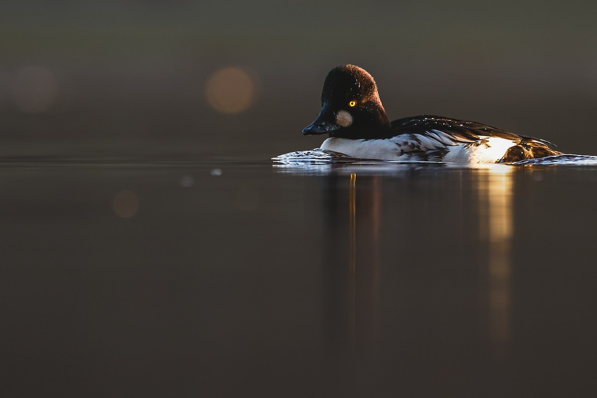 Murgilari urrebegia - ML646383730