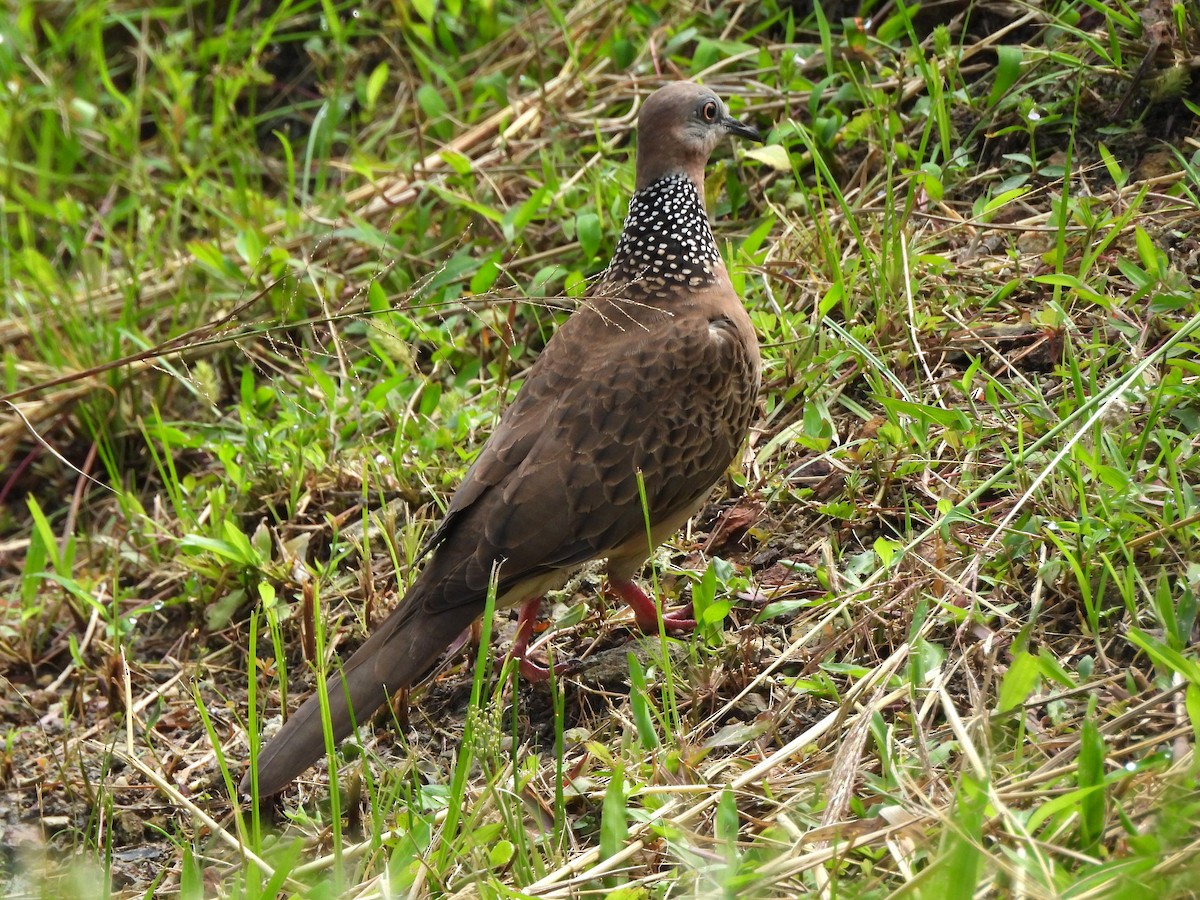 Spotted Dove - ML646383731