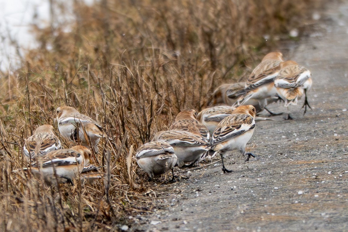 Elur-berdantza - ML646383738