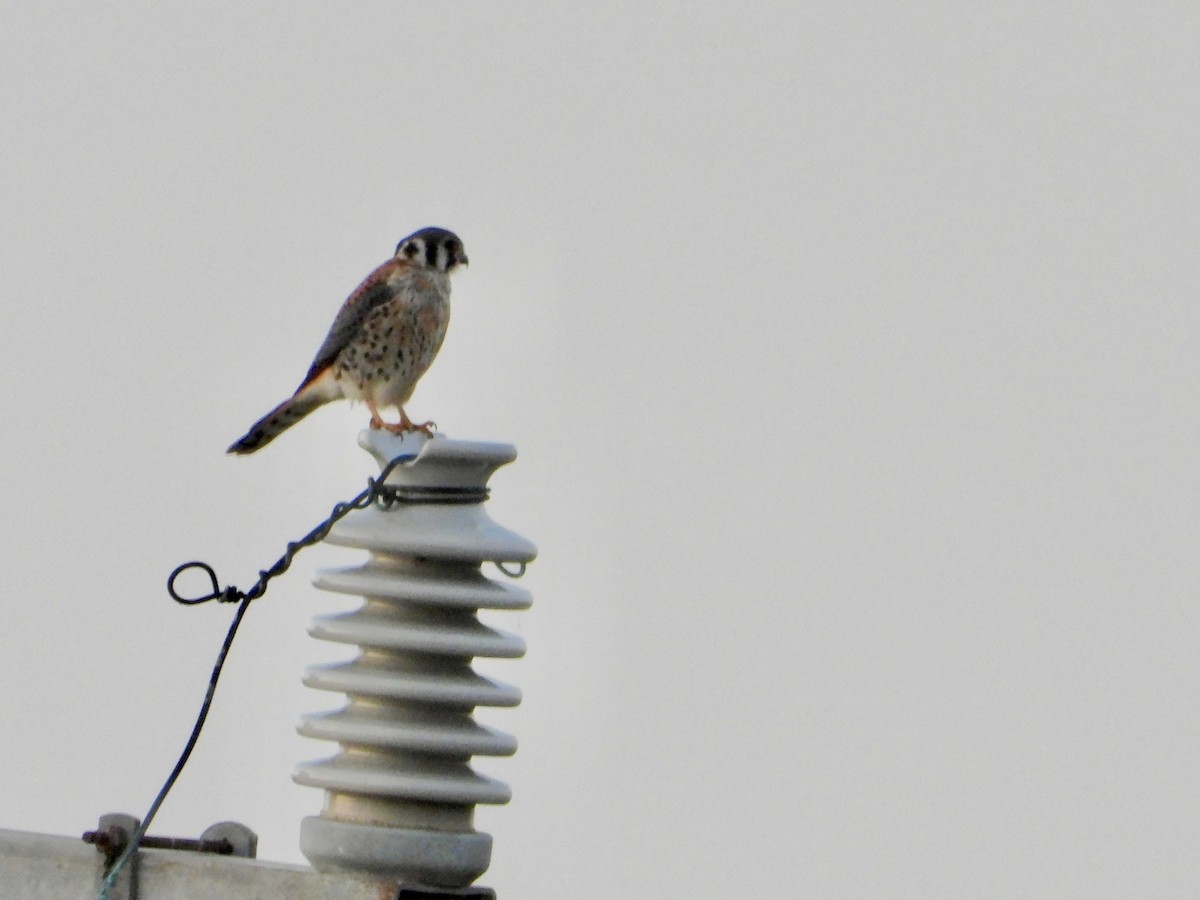 Belatz amerikarra - ML646383740