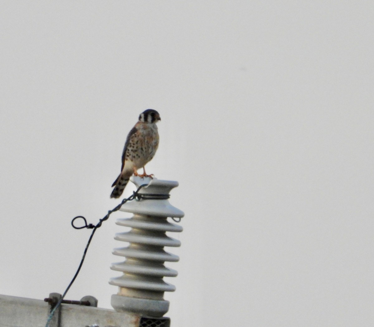 Belatz amerikarra - ML646383741