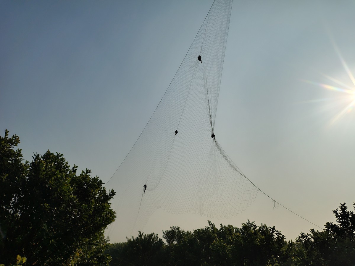 Papagai alexandriarra - ML646383743