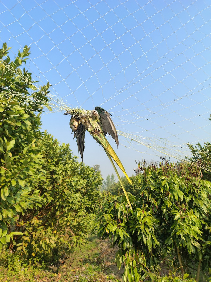 Papagai alexandriarra - ML646383744