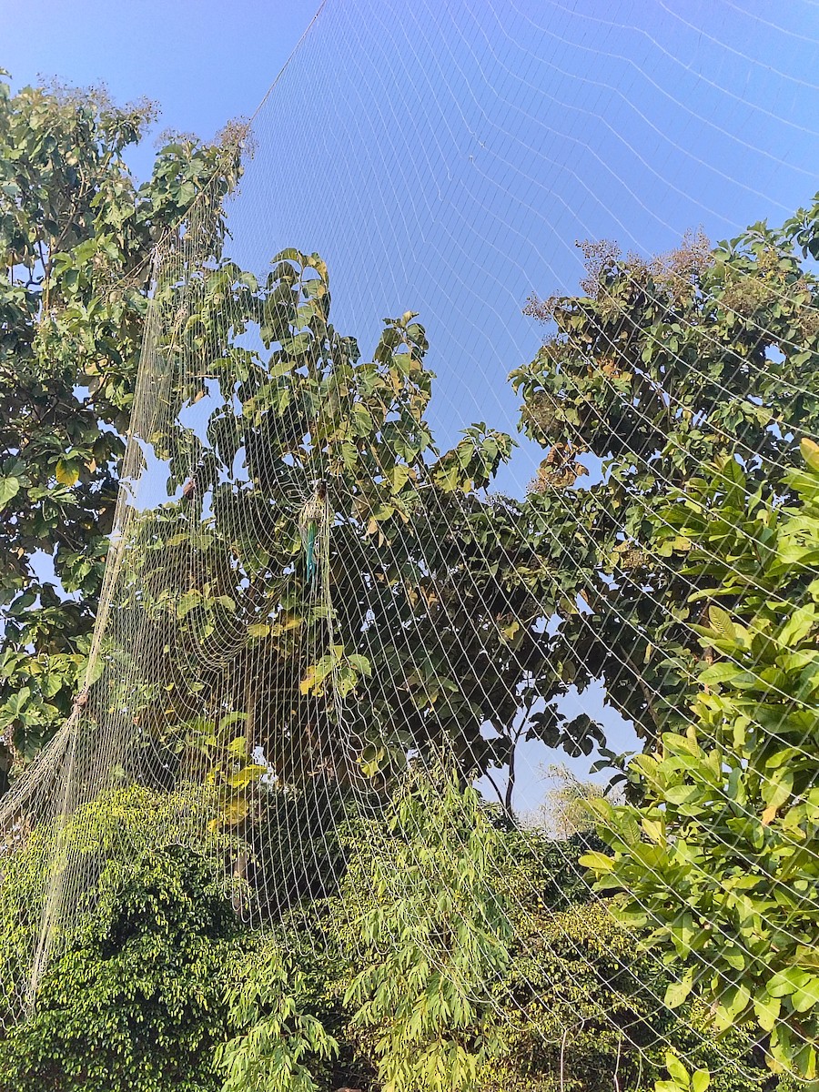 Alexandrine Parakeet - ML646383745