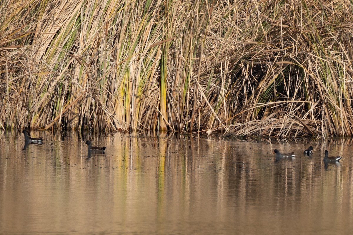 Uroilo amerikarra - ML646383746