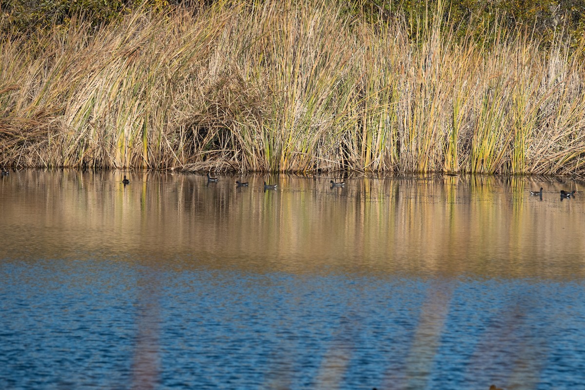 Uroilo amerikarra - ML646383747