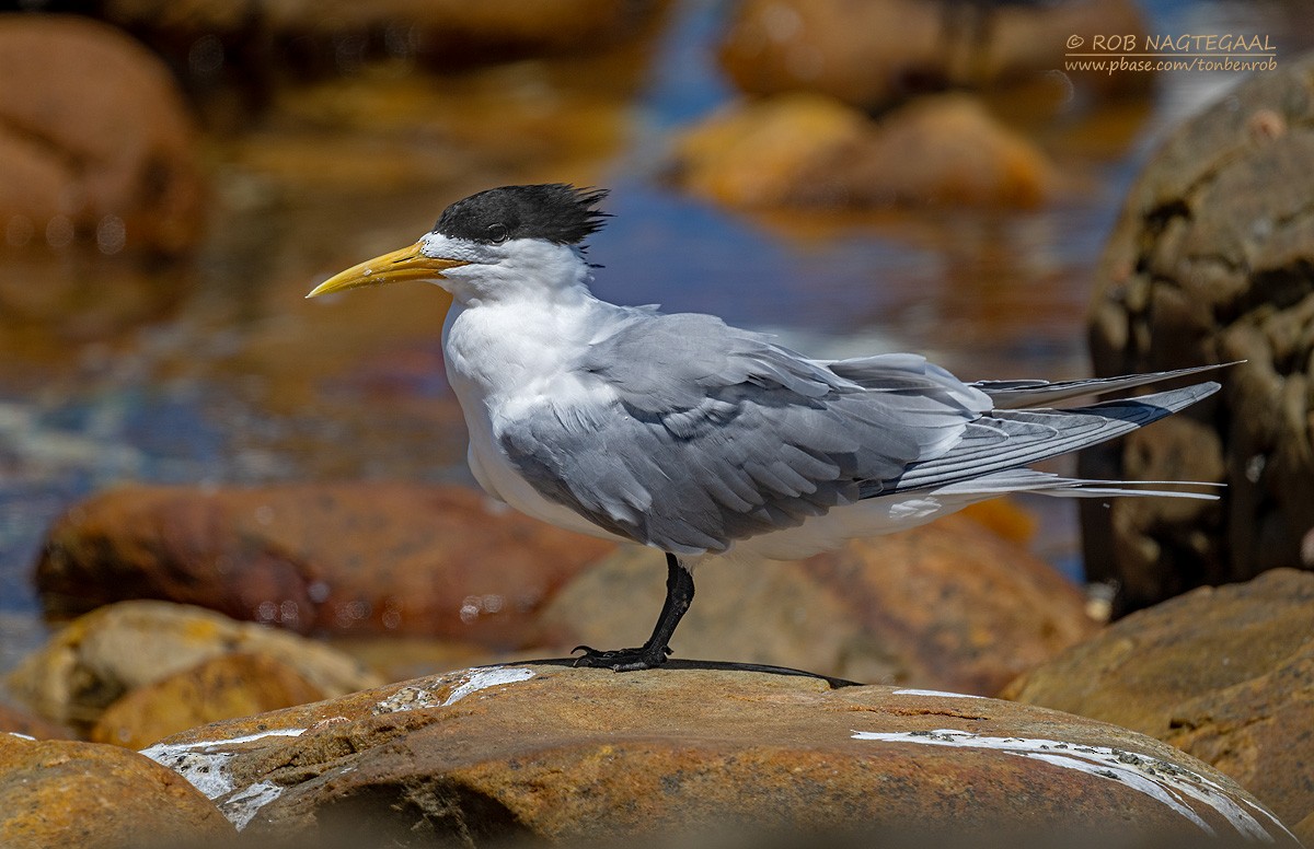 Great Crested Tern - ML646383748