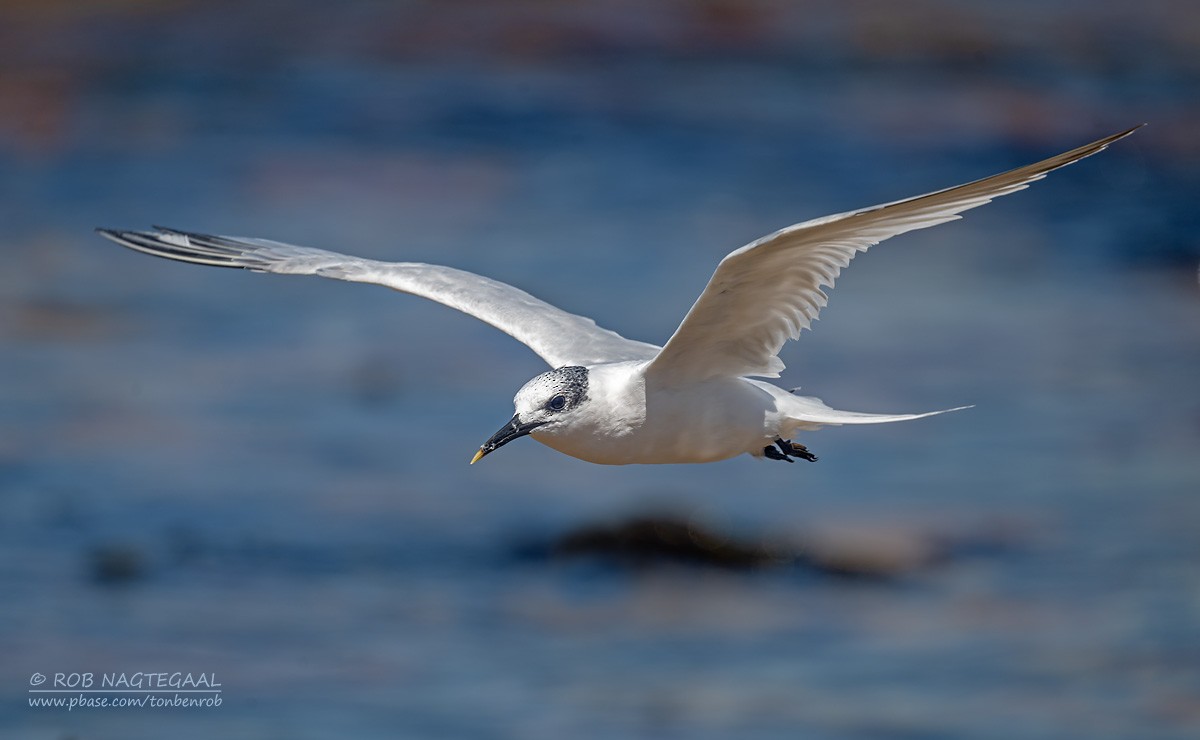 Sandwich Tern - ML646383750