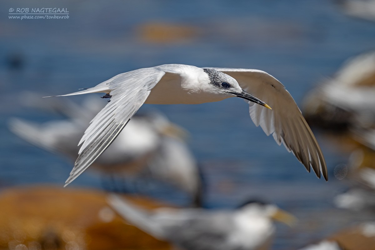 Sandwich Tern - ML646383751