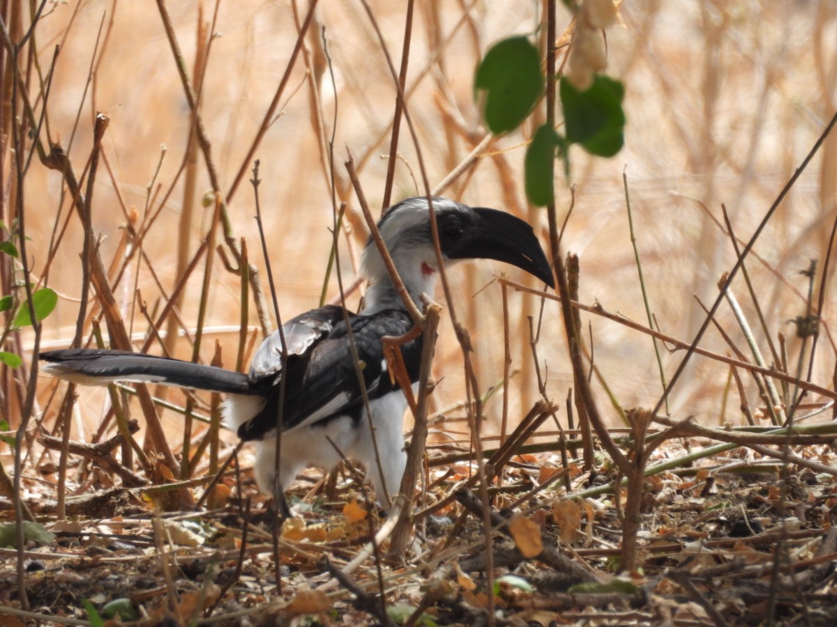 Von der Decken's Hornbill - ML646383752