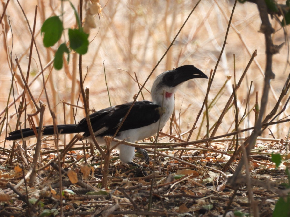 Von der Decken's Hornbill - ML646383753