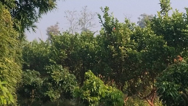 Long-tailed Minivet - ML646383754