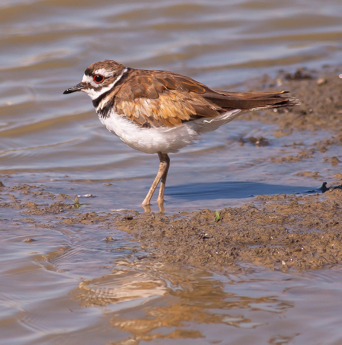 kulík rezavoocasý - ML646383757