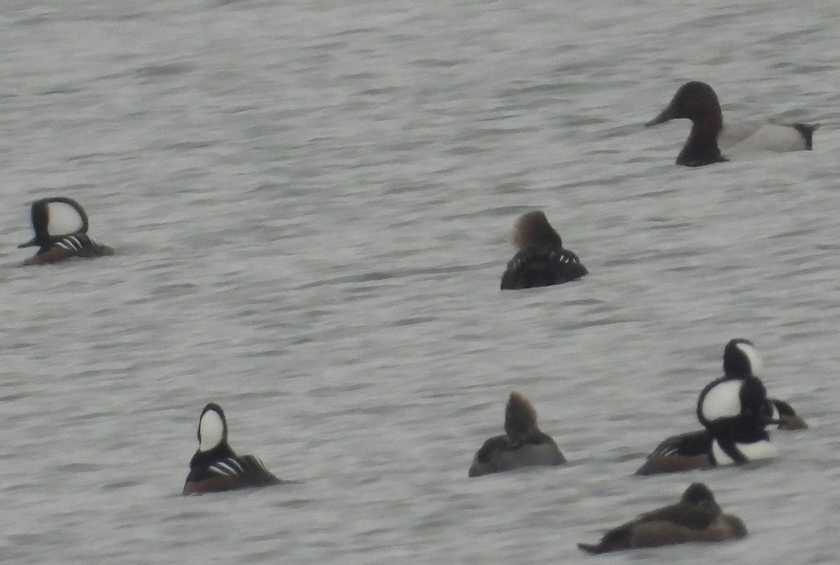 Hooded Merganser - ML646383758