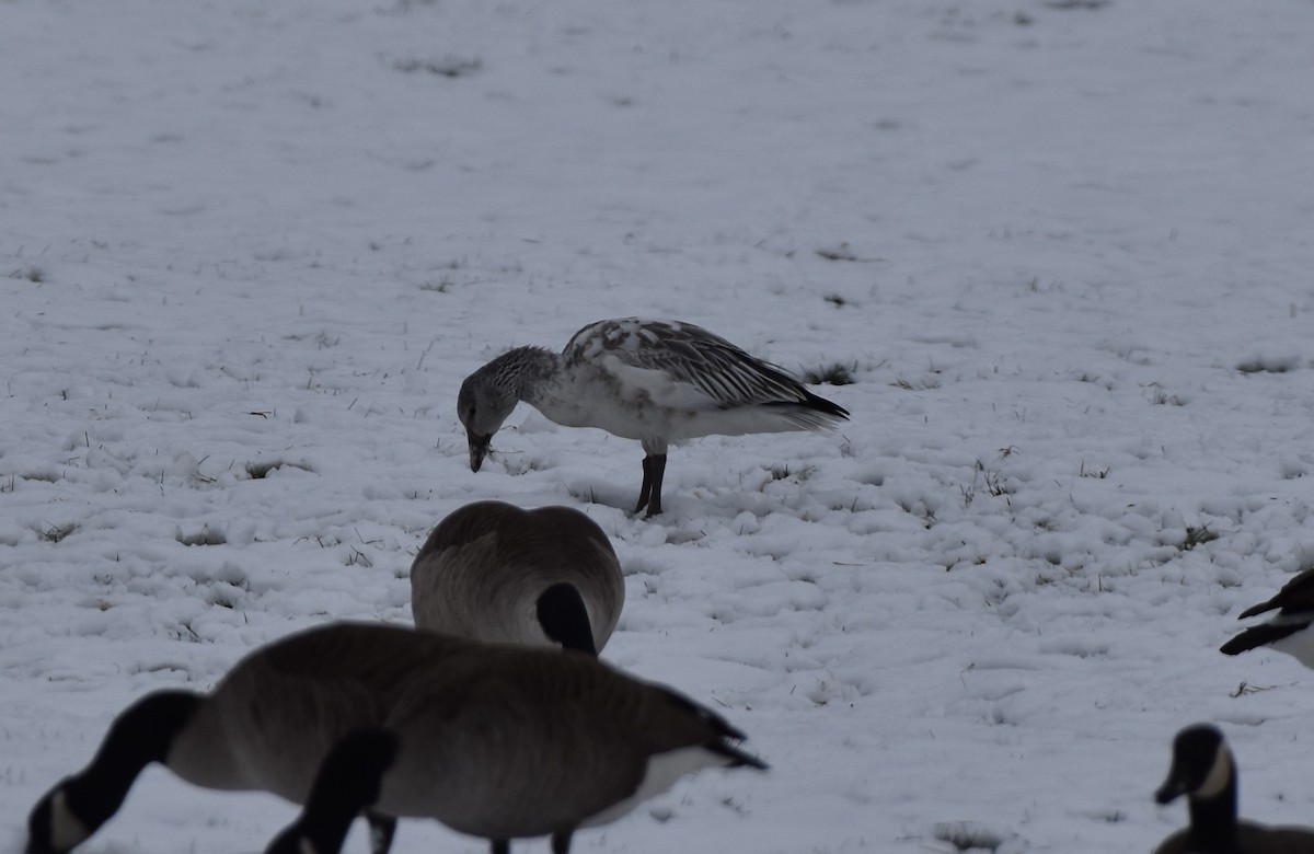 Snow Goose - ML646383760