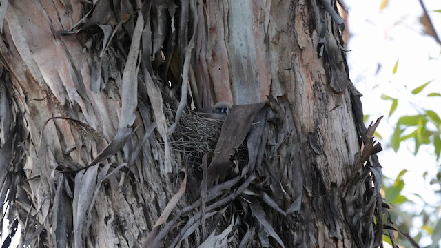 Dusky Woodswallow - ML646383761