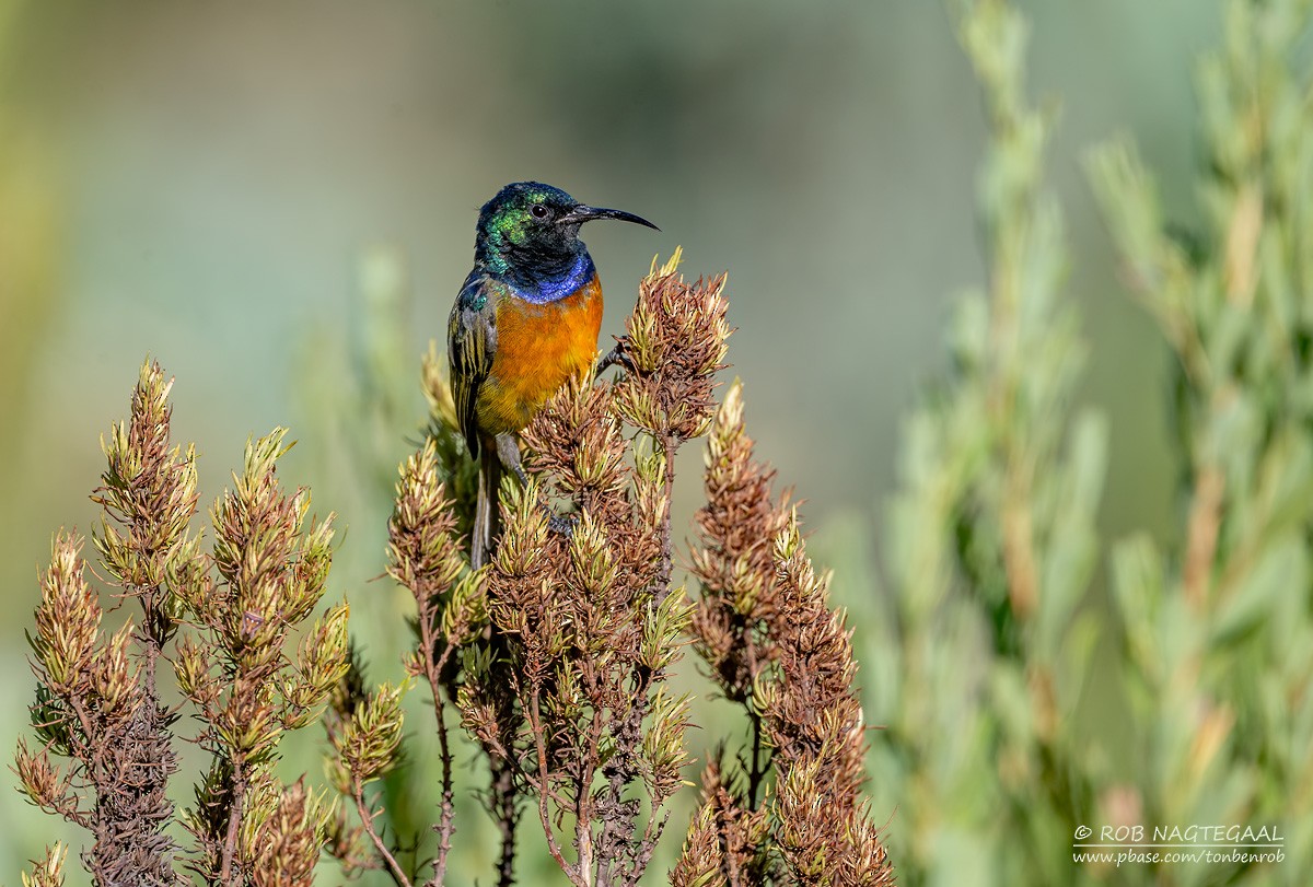 Orange-breasted Sunbird - ML646383762