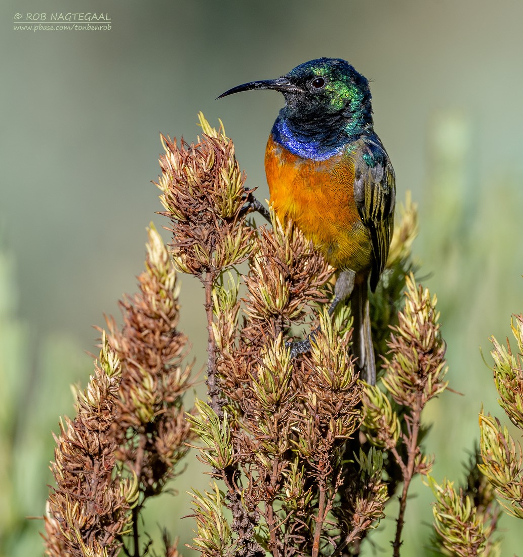 Orange-breasted Sunbird - ML646383763