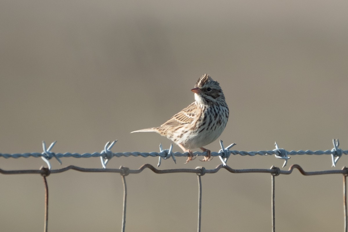 Savannah Sparrow - ML646383764