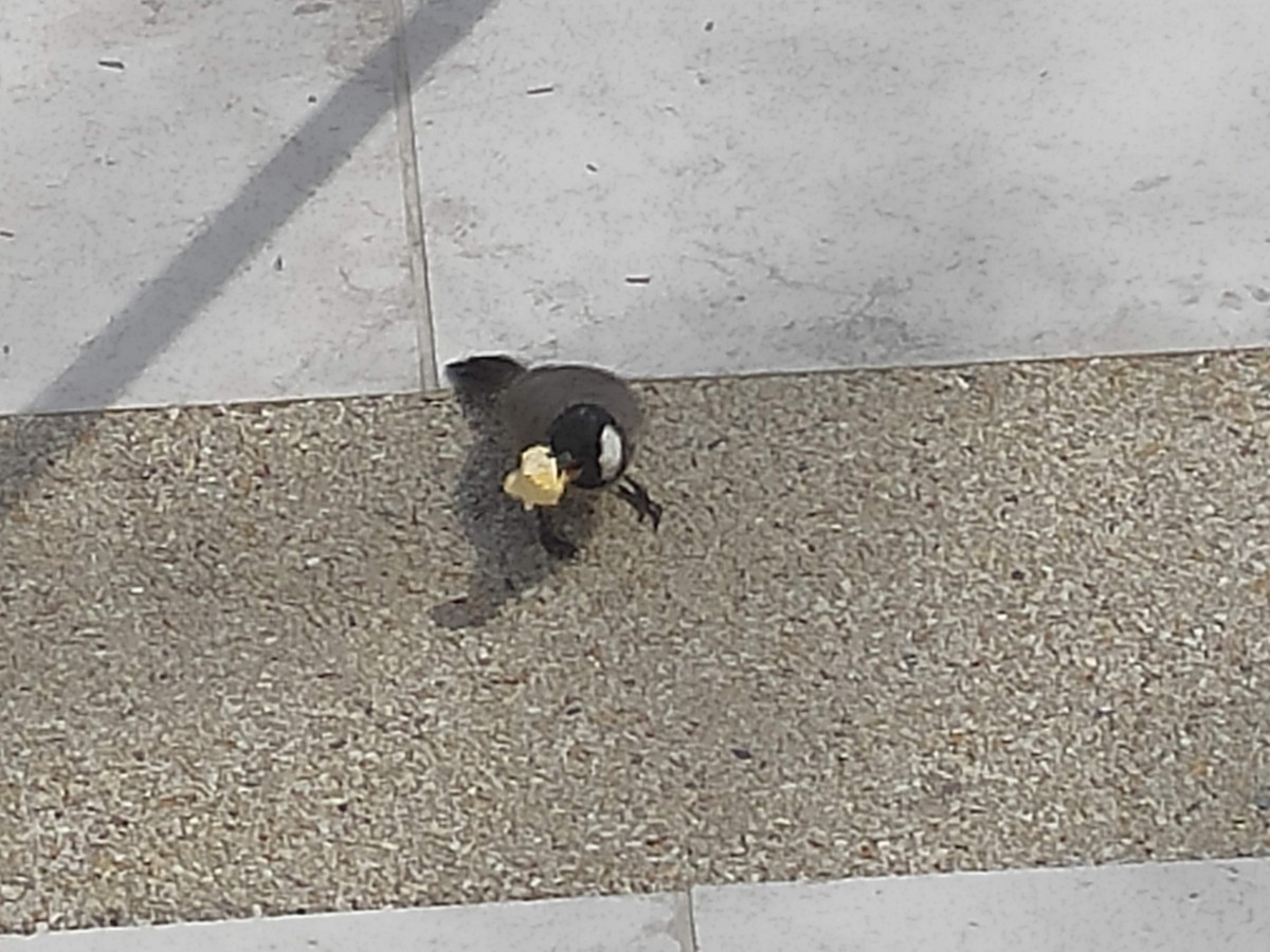 White-eared Bulbul - ML646383765