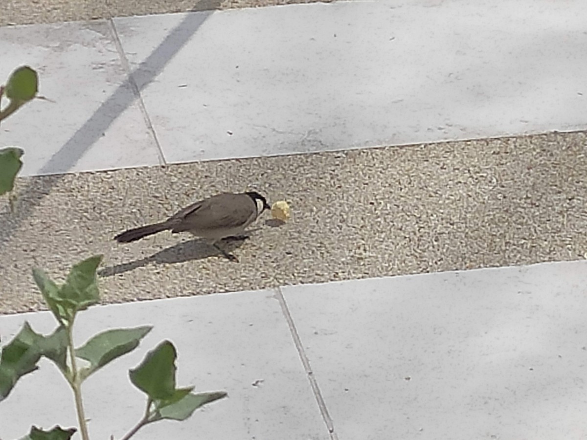 White-eared Bulbul - ML646383766