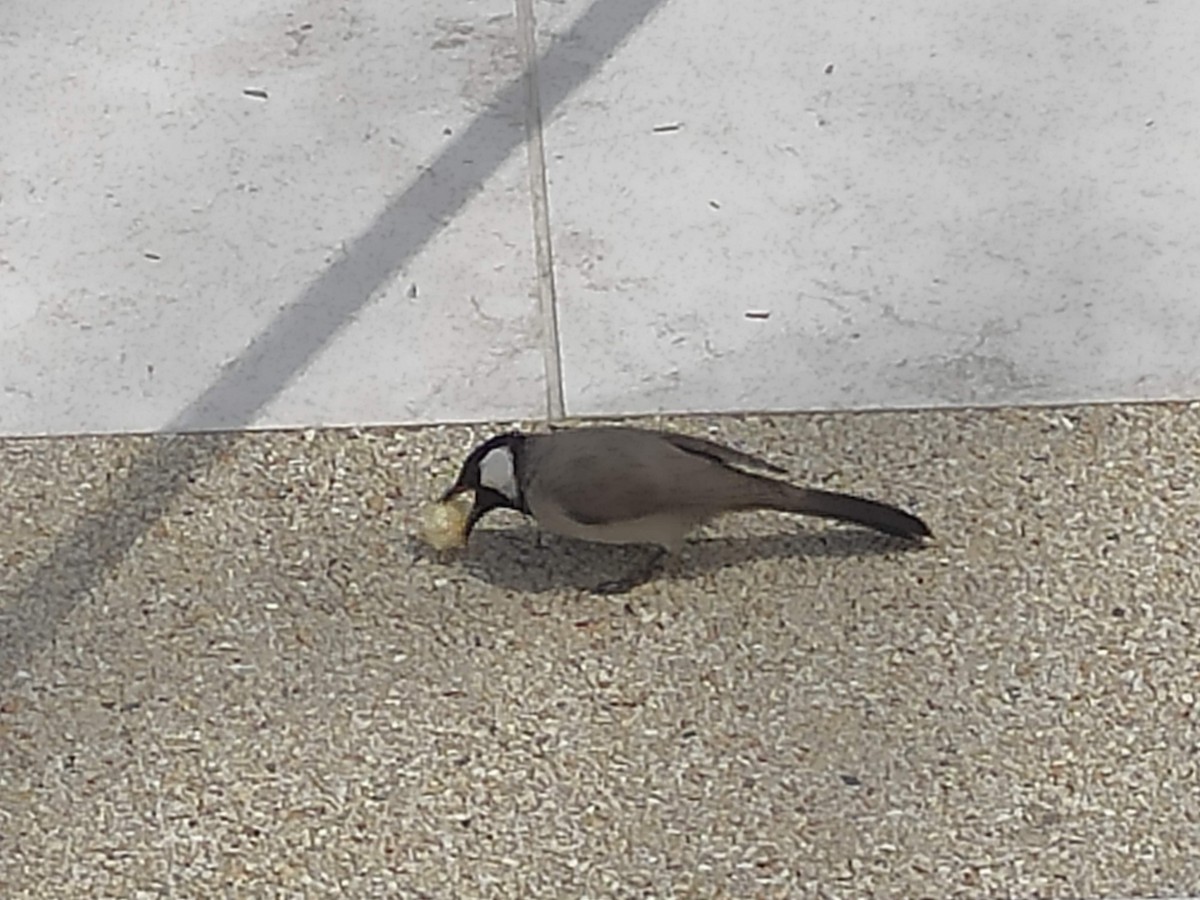 White-eared Bulbul - ML646383767