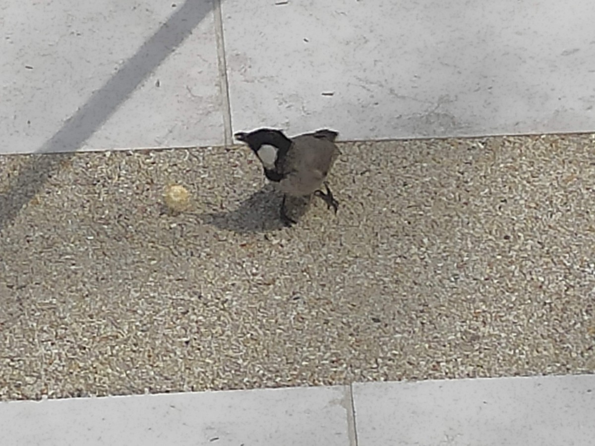 White-eared Bulbul - ML646383768