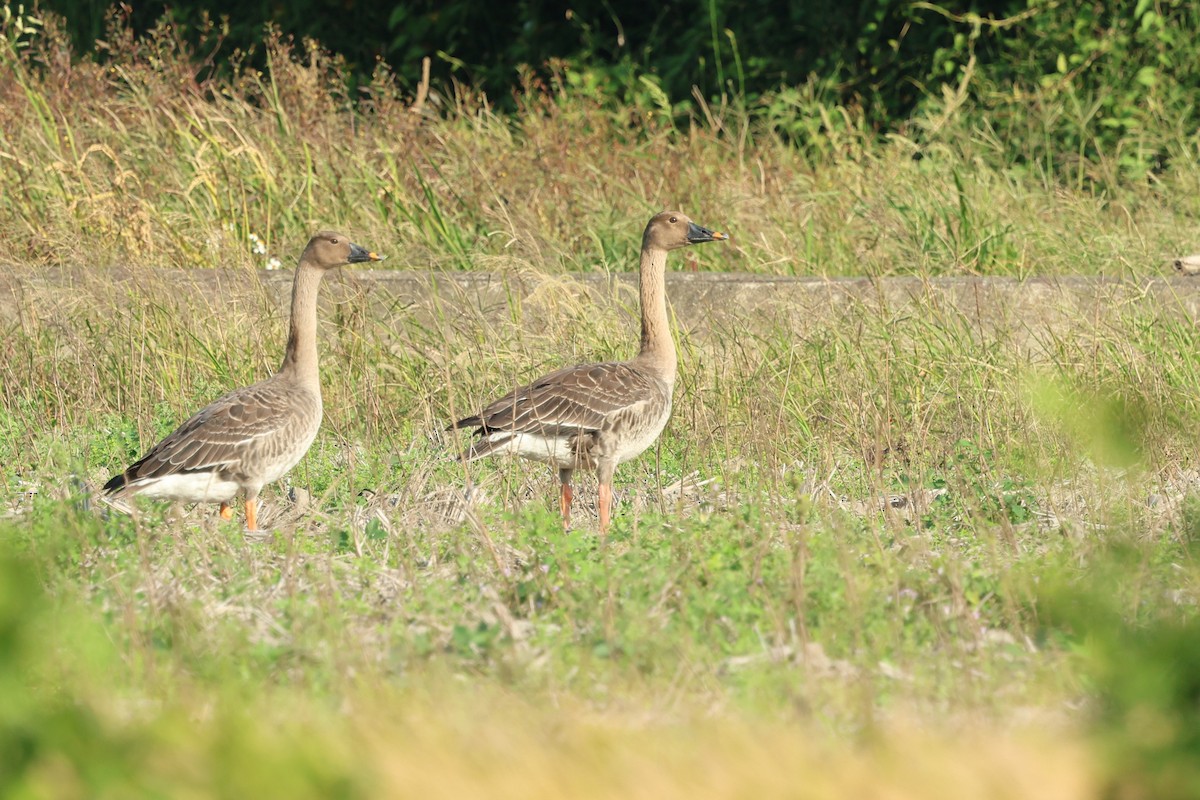 Taiga Bean-Goose - ML646383771