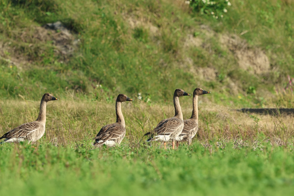 Taiga Bean-Goose - ML646383772