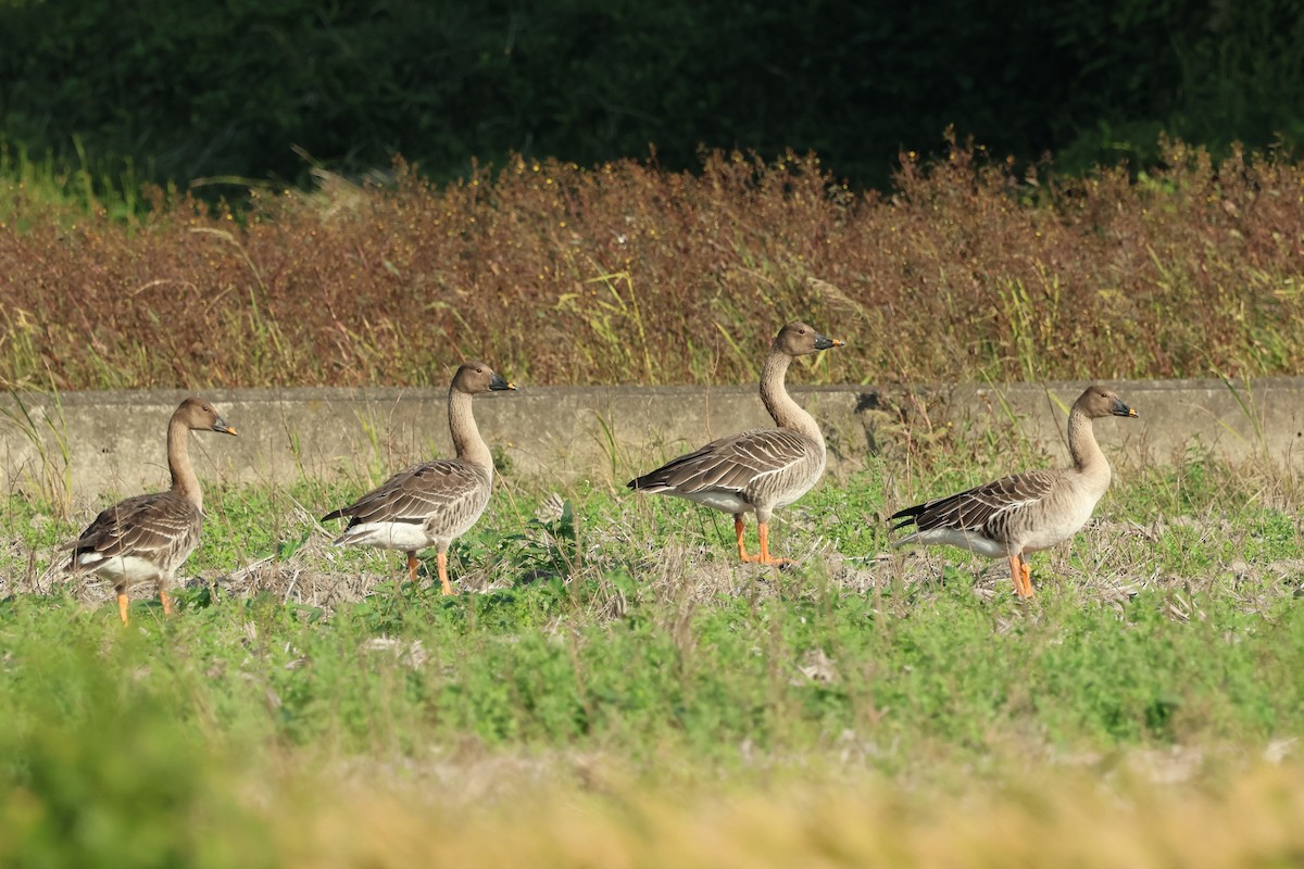 Taiga Bean-Goose - ML646383773
