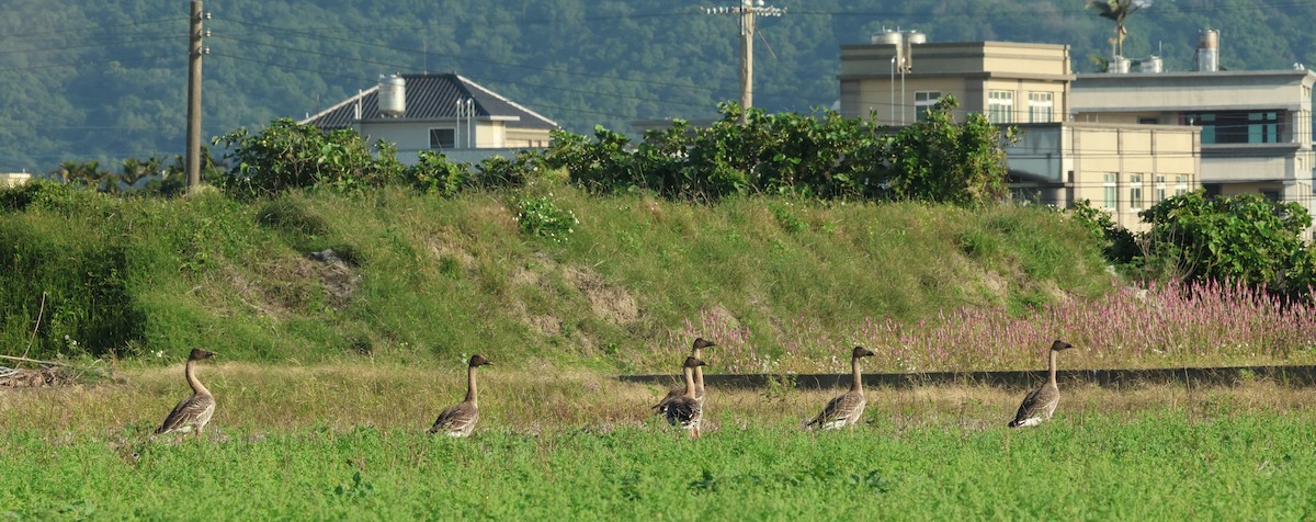 Taiga Bean-Goose - ML646383775