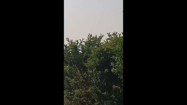 Gray-breasted Prinia - ML646383776