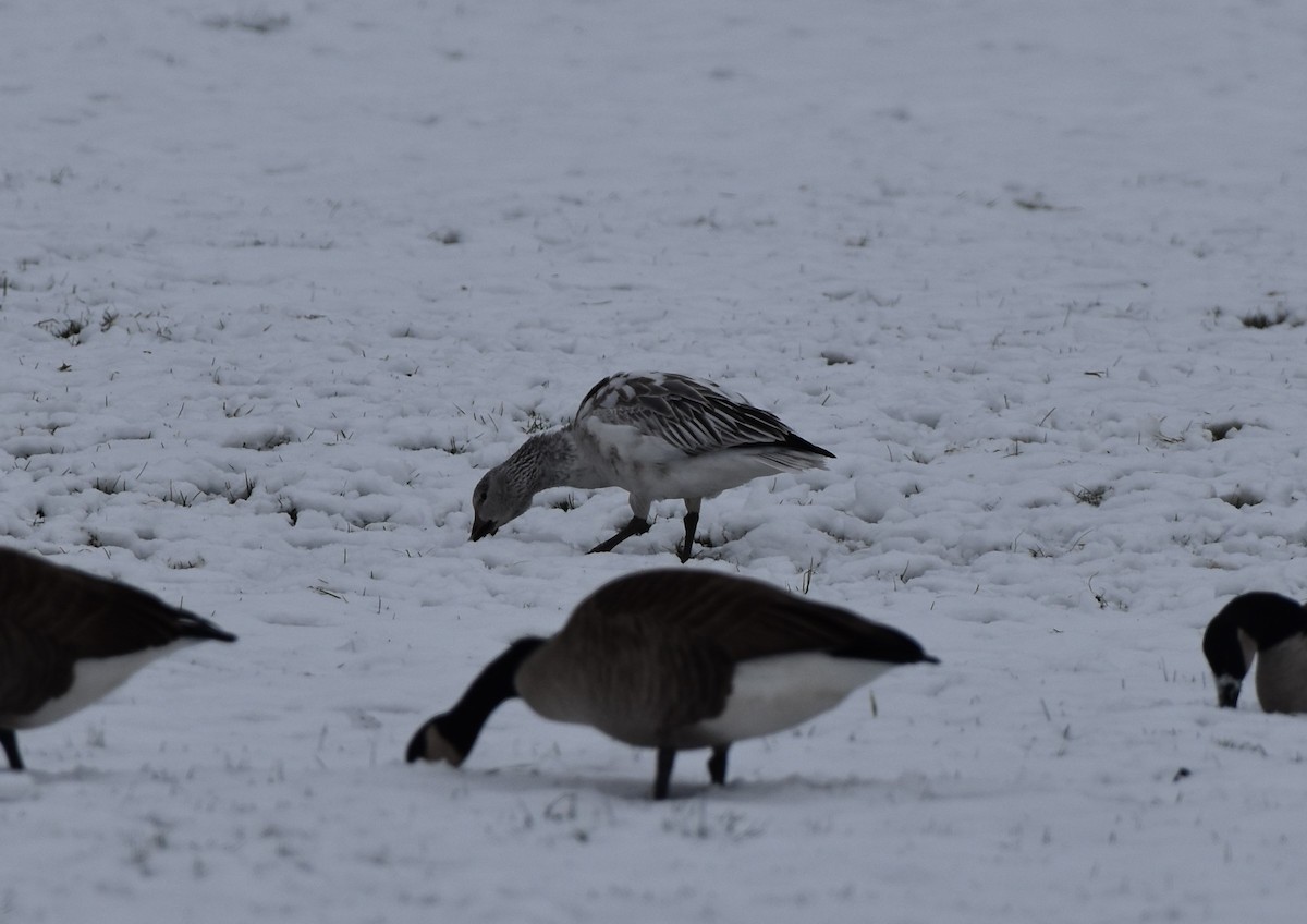 Snow Goose - ML646383777