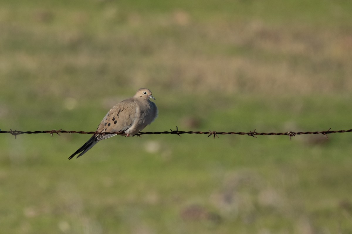 Mourning Dove - ML646383778