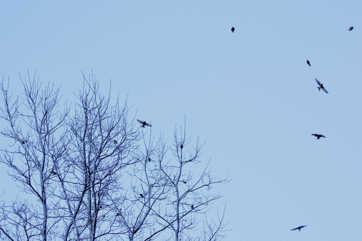 Brambling - ML646383779