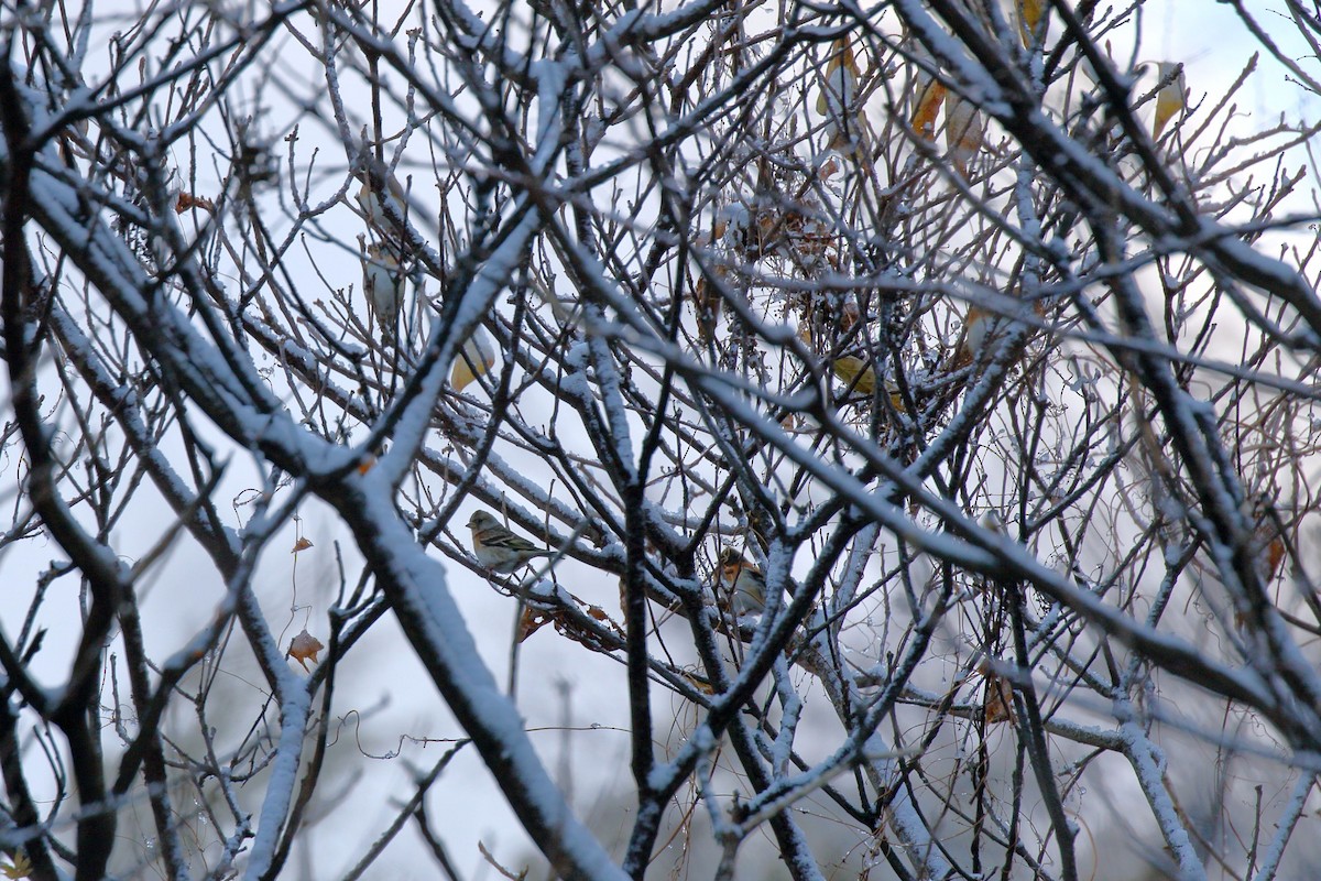 Brambling - ML646383780