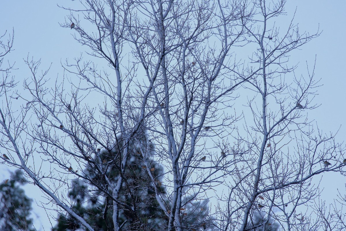 Brambling - ML646383781