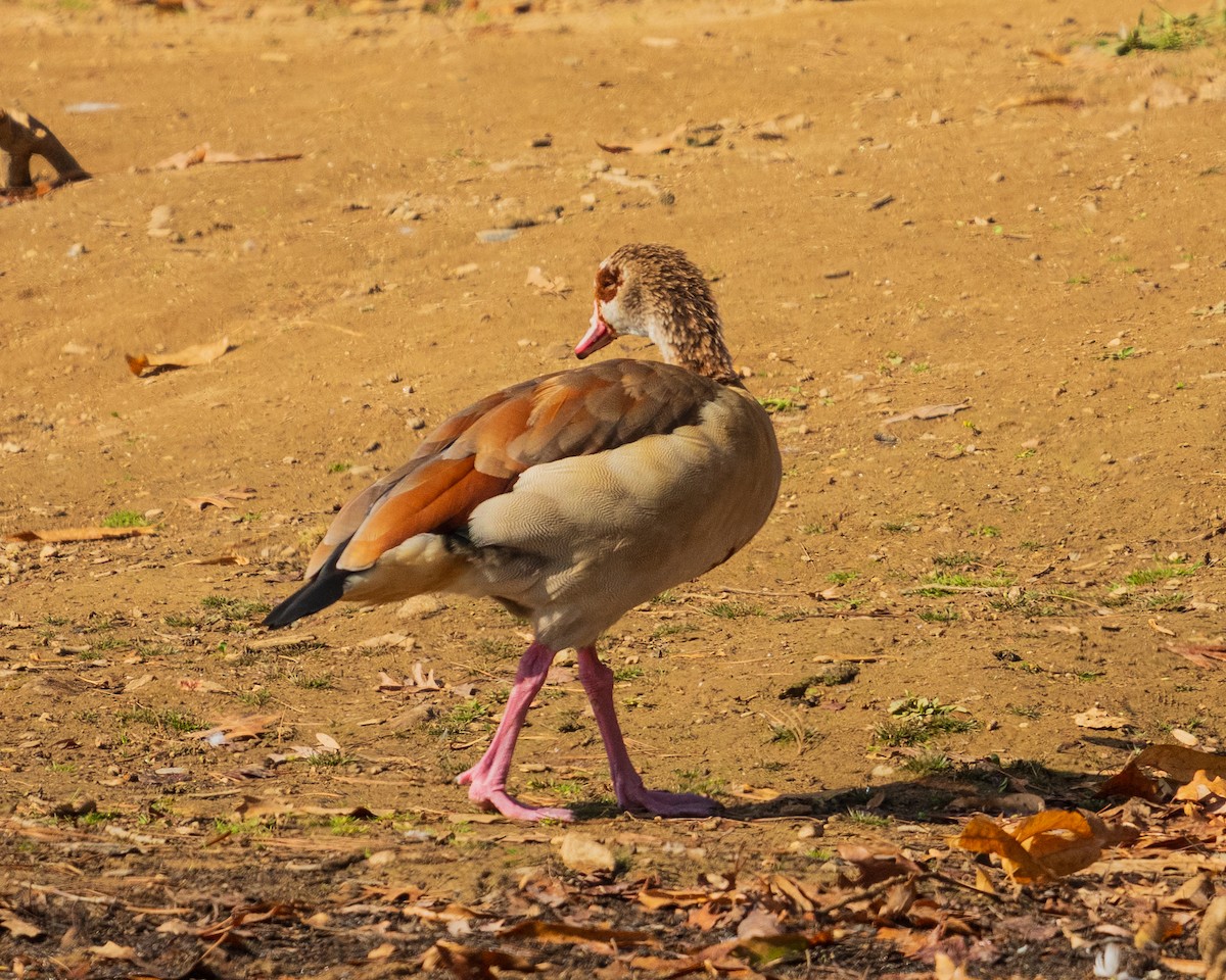 Ouette d'Égypte - ML646383782