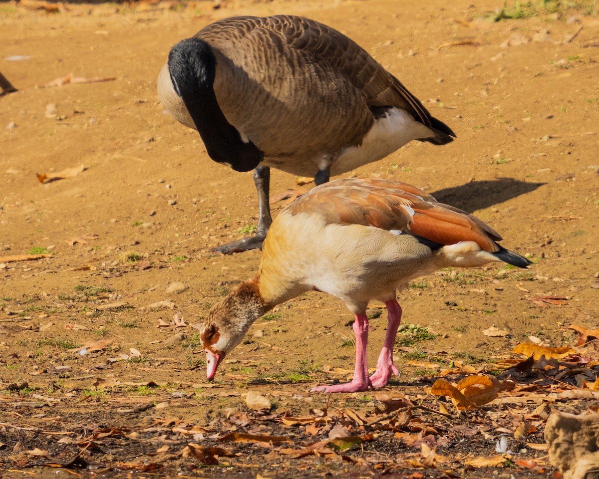 Ouette d'Égypte - ML646383783