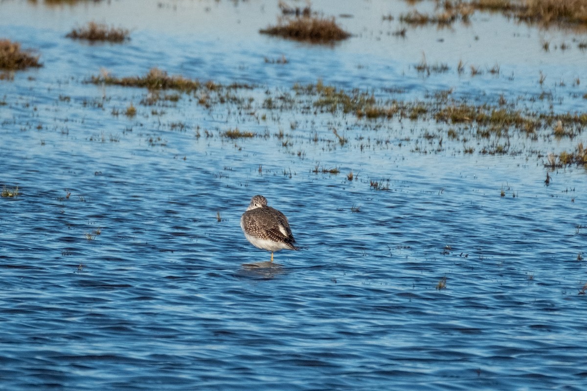 Greater Yellowlegs - ML646383784