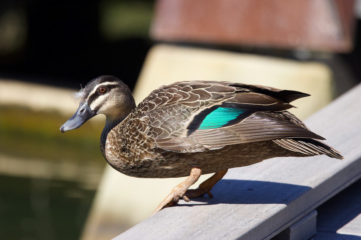 Pacific Black Duck - ML646383785