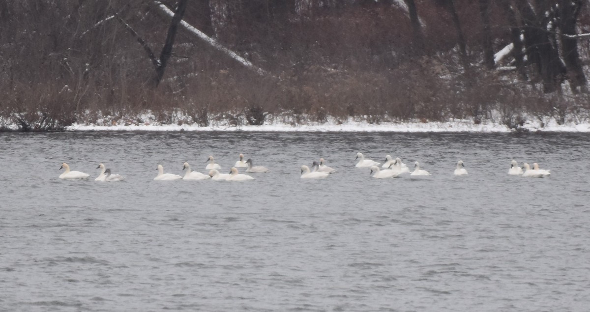 Tundra Swan - ML646383788
